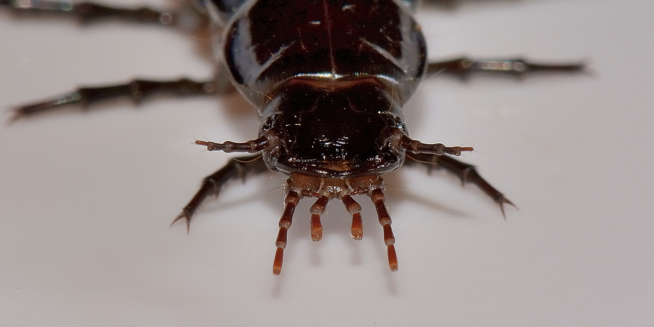 Larva di Carabus lefebvrei bayardi